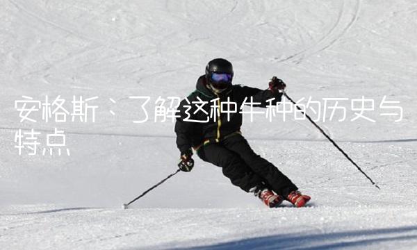 安格斯：了解这种牛种的历史与特点