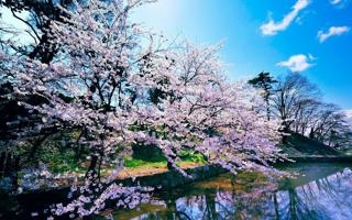 北阿拉巴马比赛 2022年02月12日 09:15 NCAA直播录像 对决利普斯科姆勃野牛队视频